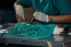 Veteriner 7 Bayrampaşa Veteriner doctor operating cat 1350593 scaled 1