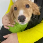 7/24 Açık Acil Veteriner Bayrampaşa