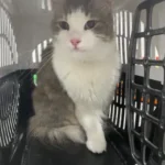 7/24 Açık Acil Veteriner Bayrampaşa