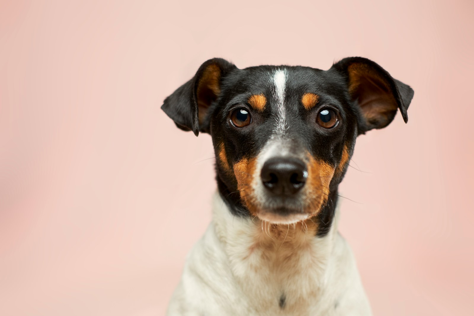 Köpeğim İshal Oldu 1 bayrampaşa veteriner