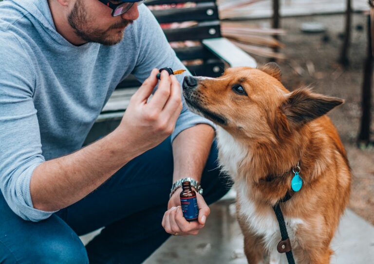 Köpeğimin Ateşi Mi Var? - Bayrampaşa Veteriner Hizmetleri 8 Köpeğimin Ateşi Mi Var? - bayrampaşa veteriner hizmeti