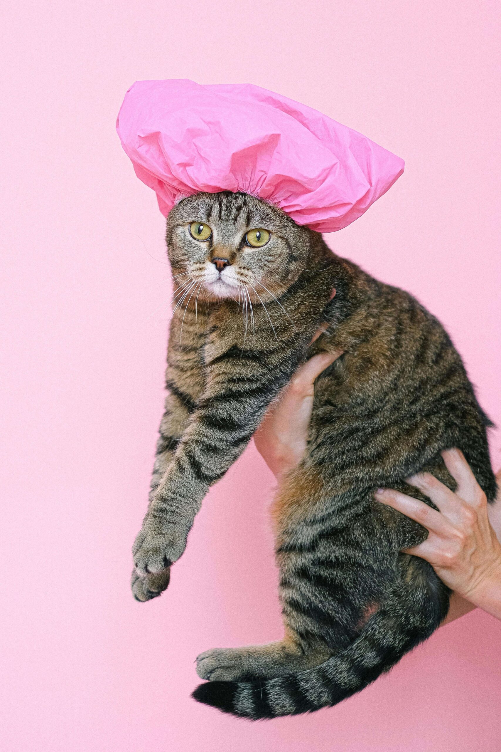 Kedi Yıkanır Mı? - Bayrampaşa Veteriner Hizmetleri 1 kedi yıkanır mı