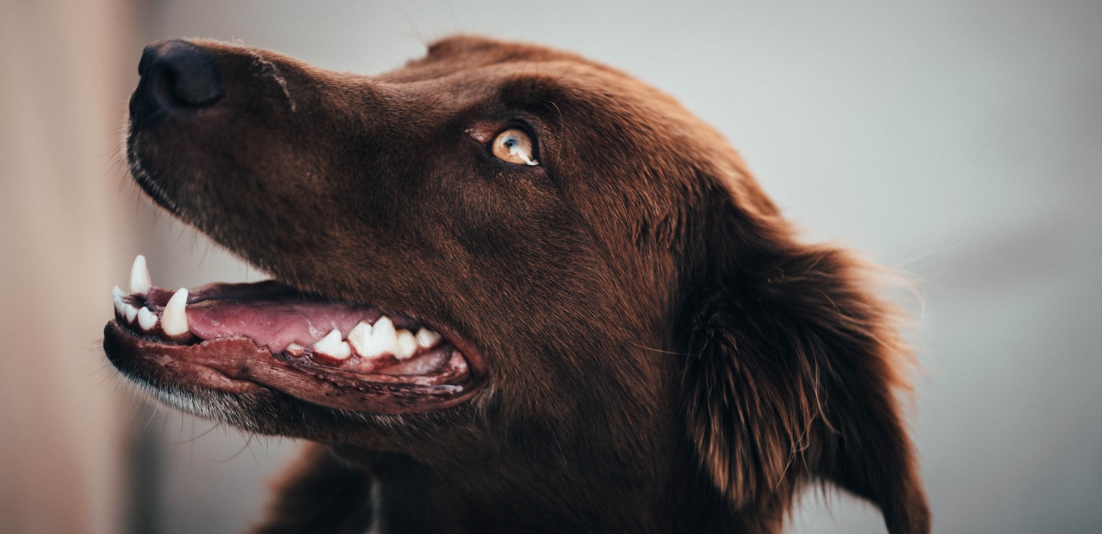 Köpeklerde Diş Taşı Temizliği
- bayrampaşa veteriner