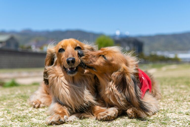 Köpeğimi Ne Sıklıkla ve Nasıl Yıkamalıyım? - Bayrampaşa Veteriner Hizmetlerimiz 6 Köpeğimi Ne Sıklıkla ve Nasıl Yıkamalıyım? - Bayrampaşa Veteriner