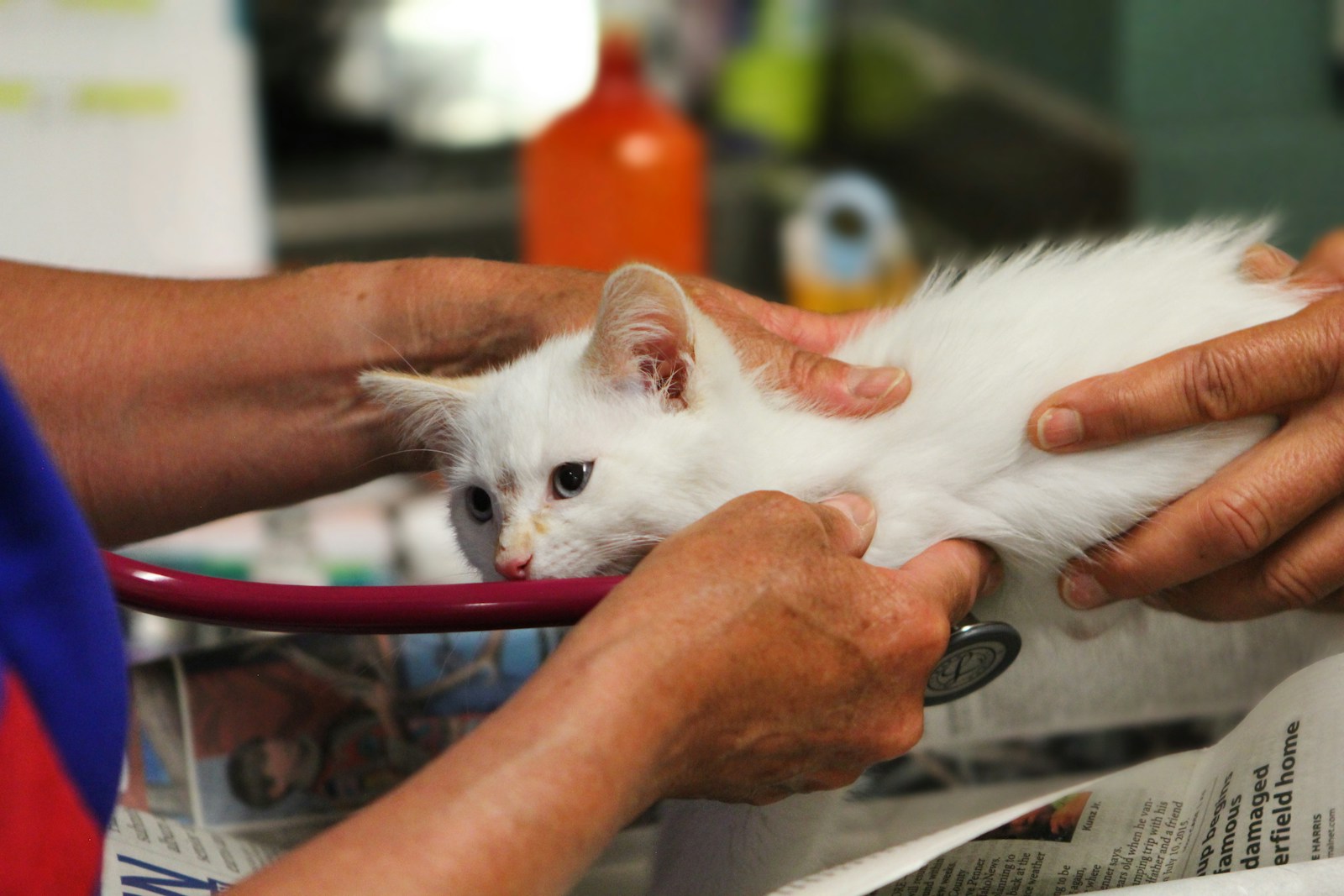 Erkek Kedi Kısırlaştırma - bayramapaşa veteriner vetmedical