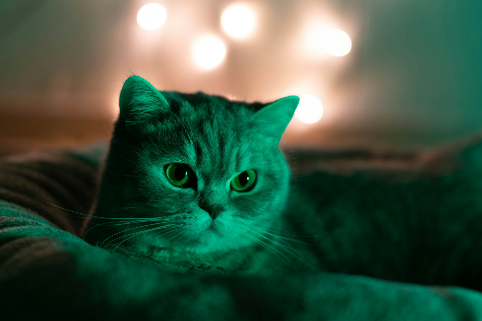 Dişi Kedi Kısırlaştırma ve Sonrası - bayrampaşa veteriner