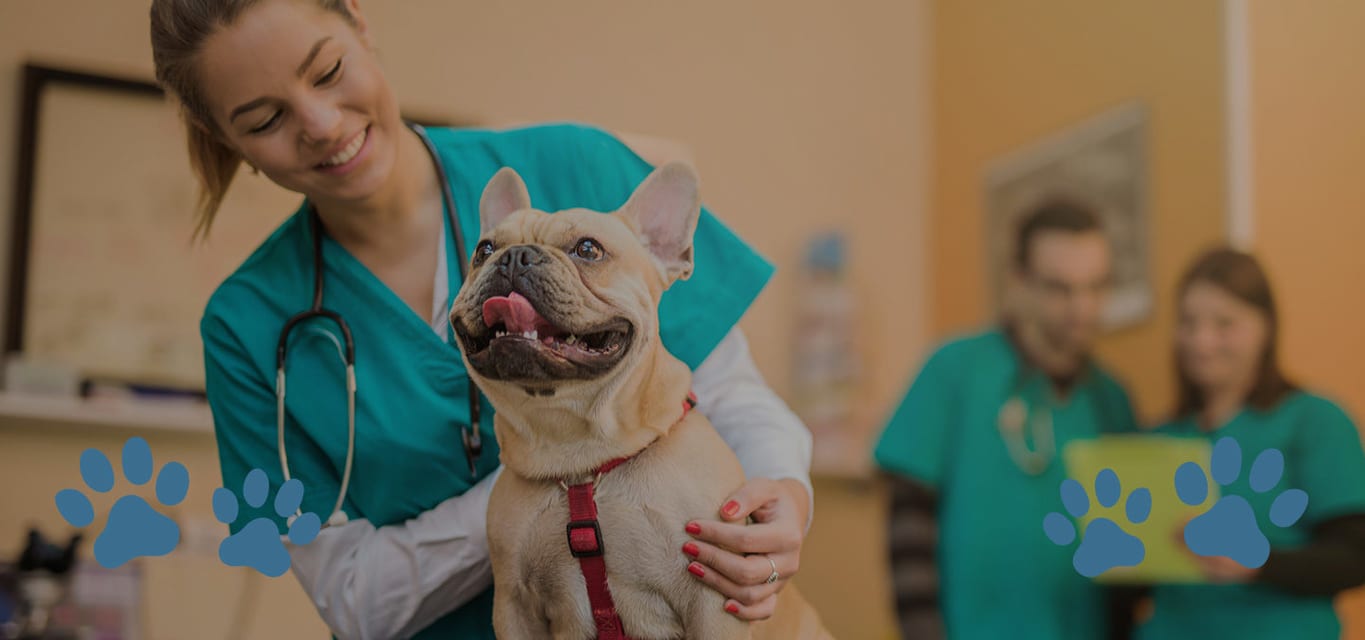 Hayvanlarda Check-Up Ne Sıklıkla Yapılır? 1 Hayvanlarda Check-Up Ne Sıklıkla Yapılır?