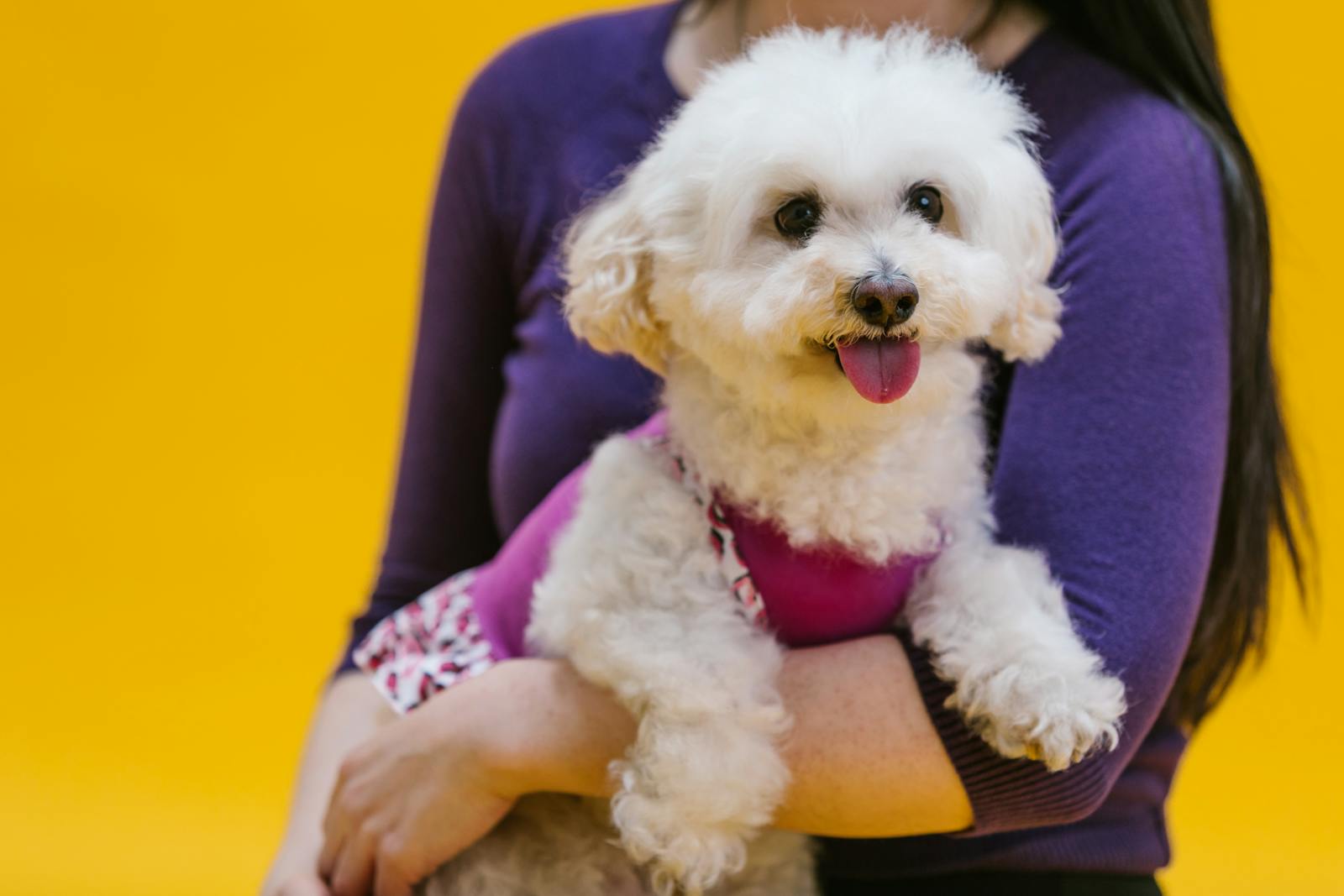 Köpeklerde Kan Tahlili ve Sonuçları-bayrampasa-veteriner