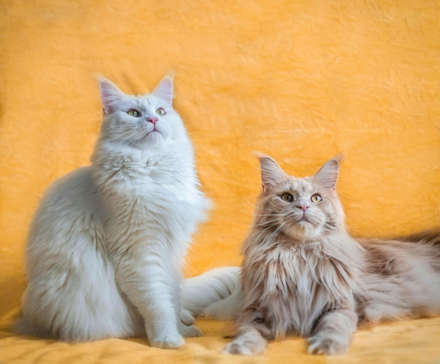 Kedilerde-İdrar-Yolu-Enfeksiyonu-bayrampasa-veteriner-vetmedical