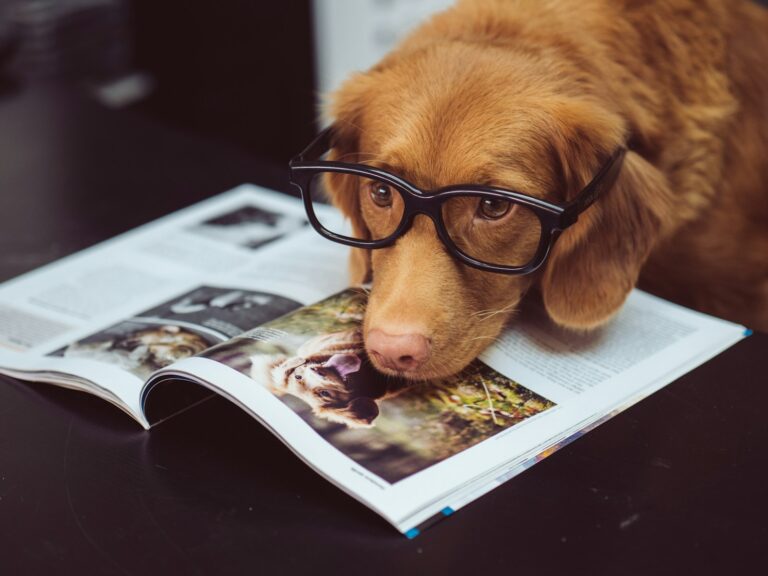 Köpeklerde-Kalp-Büyümesi-Rahatsızlığı-bayrampasa-vetmedical
