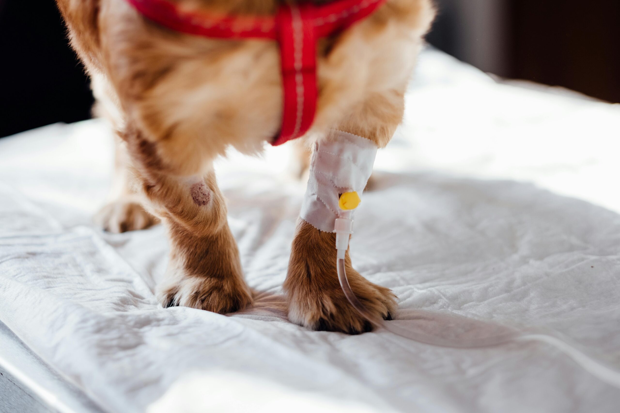 köpekte-uyuz-belirtileri-ve-tedavisi-için-vetmedical-veteriner