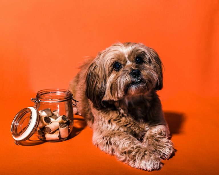 köpeğim kaç yıl yaşar bayrampaşa veteriner hizmetleri